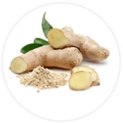 bio-dynamix-joint-genesis-ginger